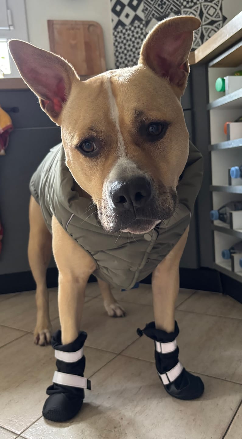 Customer photo review of Flex Shell Waterproof Dog Boots - Black