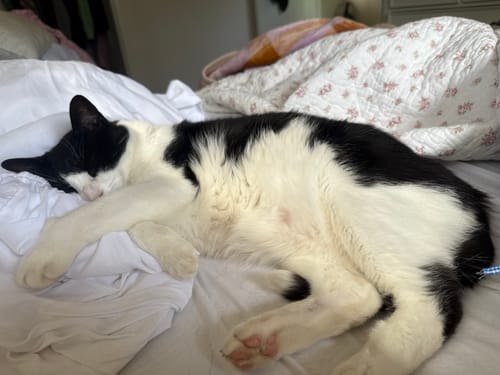 Customer photo review of 1 Month Supply – 2 Cat