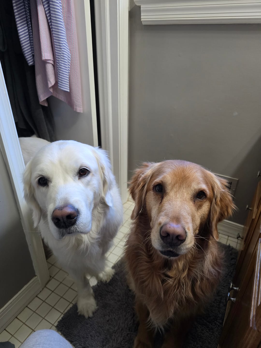 Customer photo review of 6 Inch Thick Bully Stick