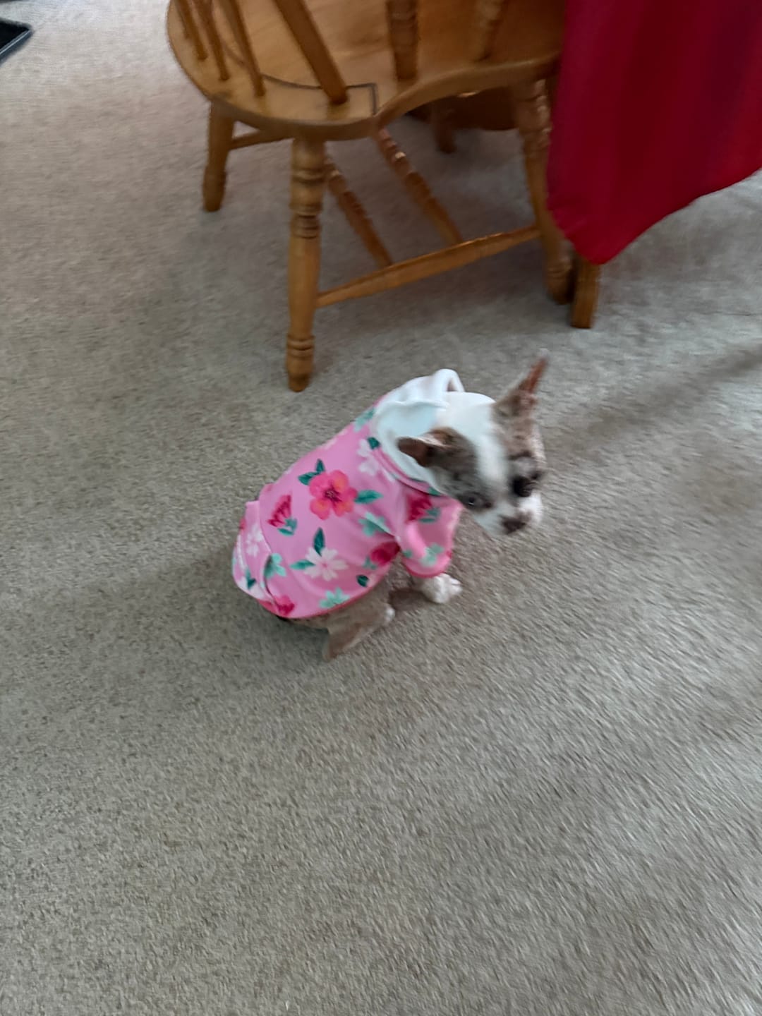 Customer photo review of Blossom Dog Hoodie - Pink