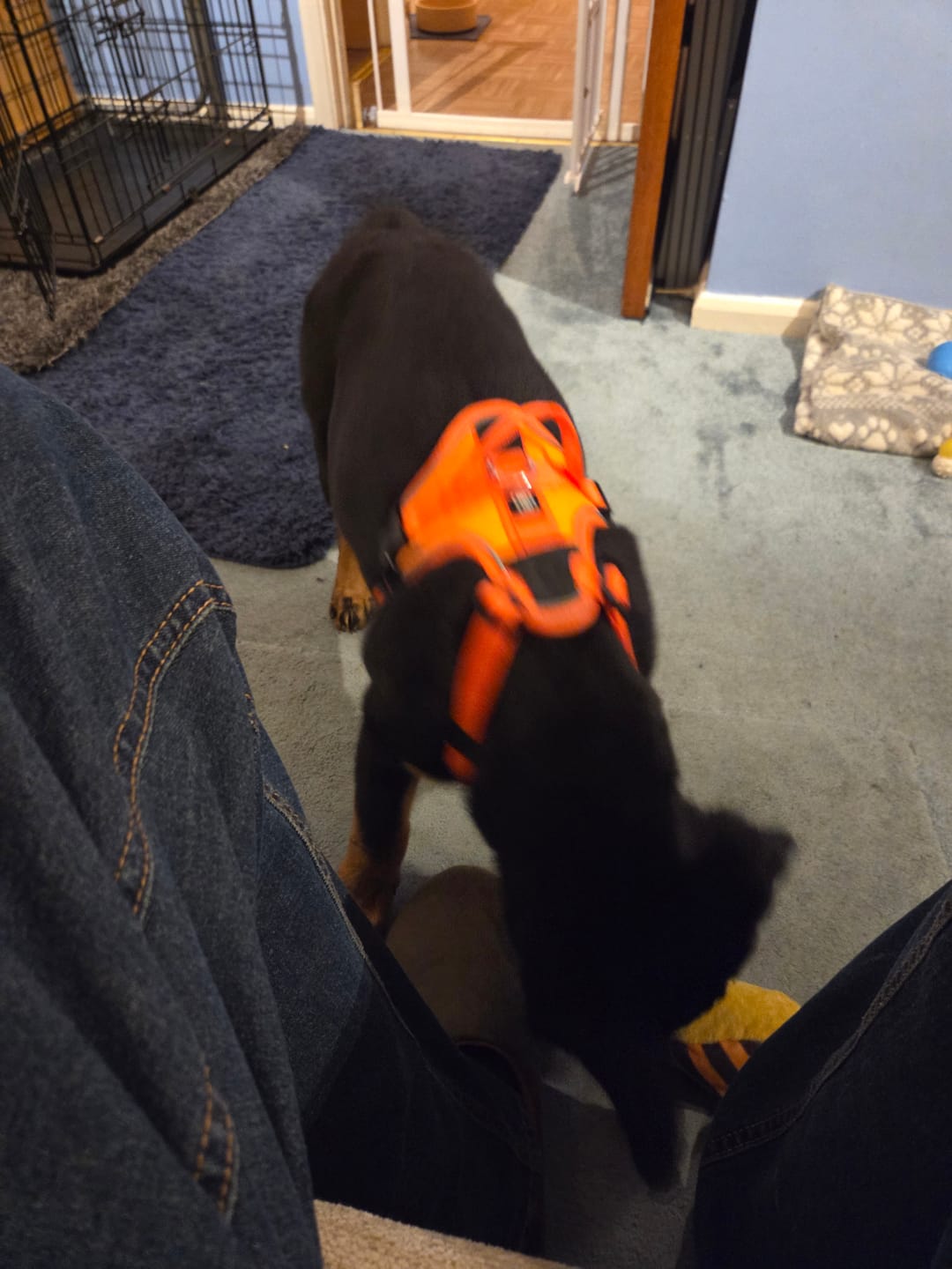 Customer photo review of Anti Pull Hurricane Harness Lighter | With Handle - Orange