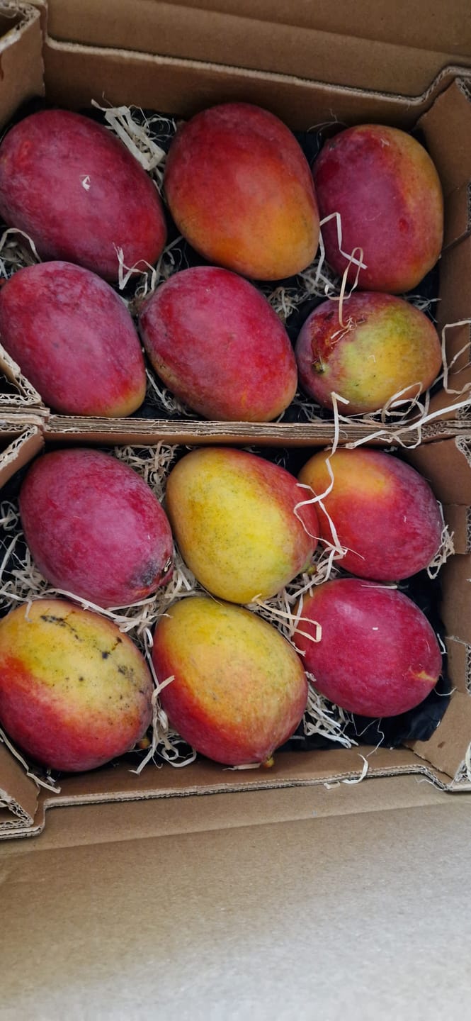Customer photo review of Mango Sensacion Bio Spätsorte von Paco Sonderpreis %