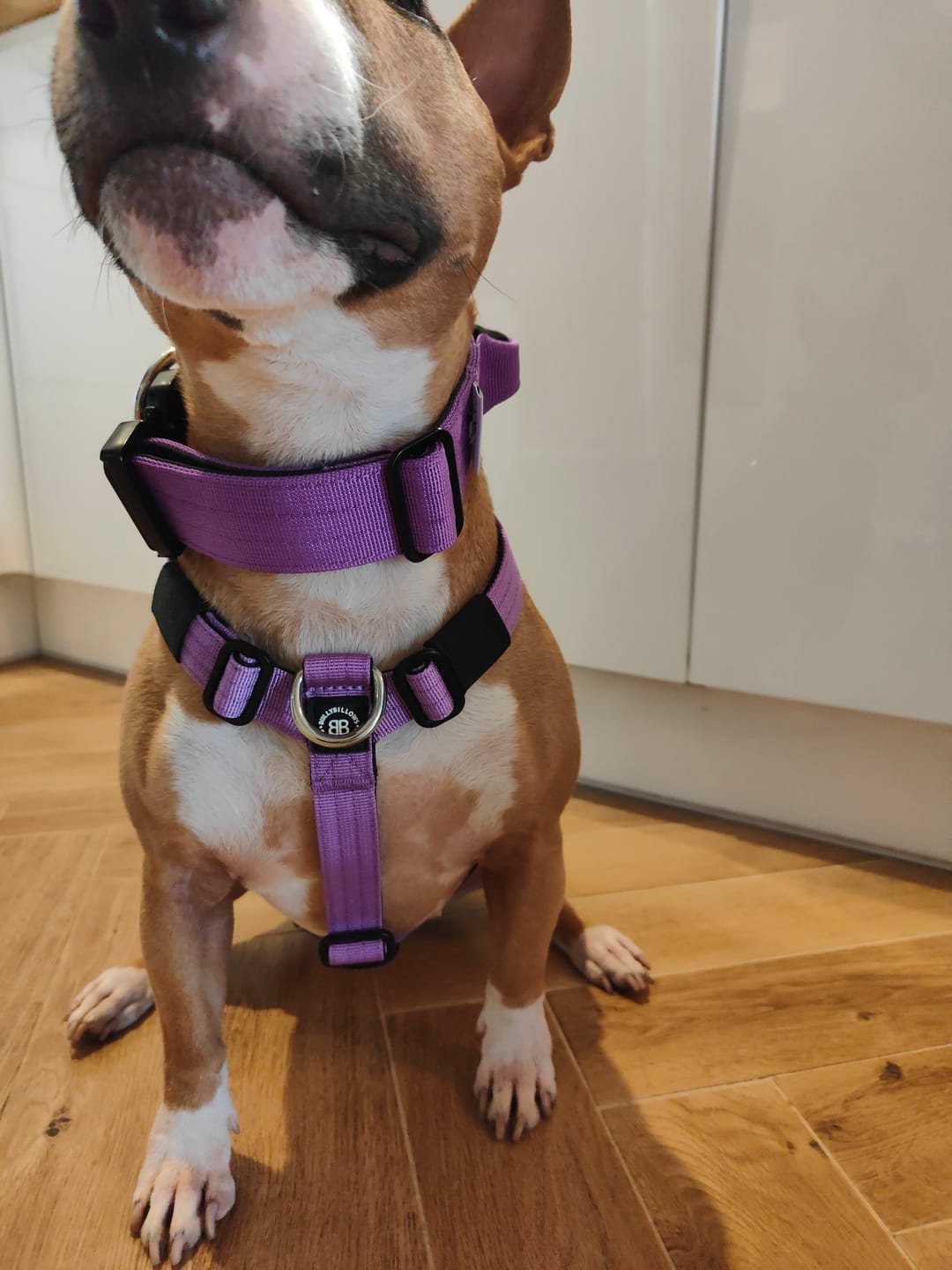 Customer photo review of 4cm Combat® Collar | Handle & Rated Clip - Purple
