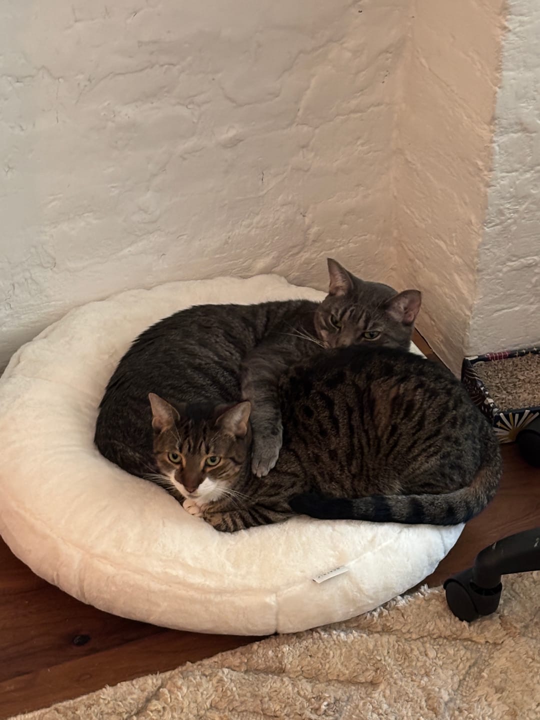 Customer photo review of Sourdough Pudding Bed