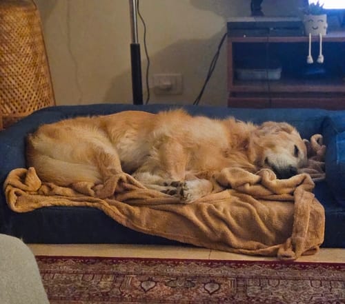 Customer photo review of Biggie Pet Bed