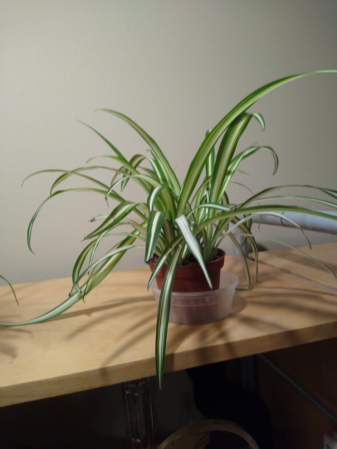Customer photo review of Spider Plant Chlorophytum comosum