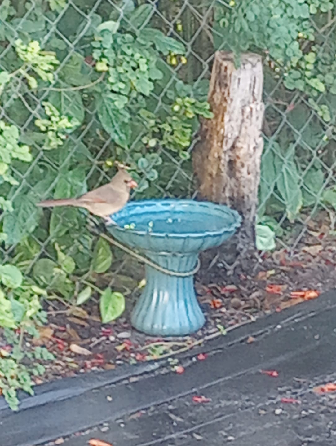 Customer photo review of Short Ceramic Pedestal Bird Bath