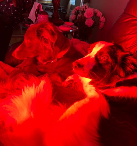 Customer photo review of Rouge Pro G4 (Single)