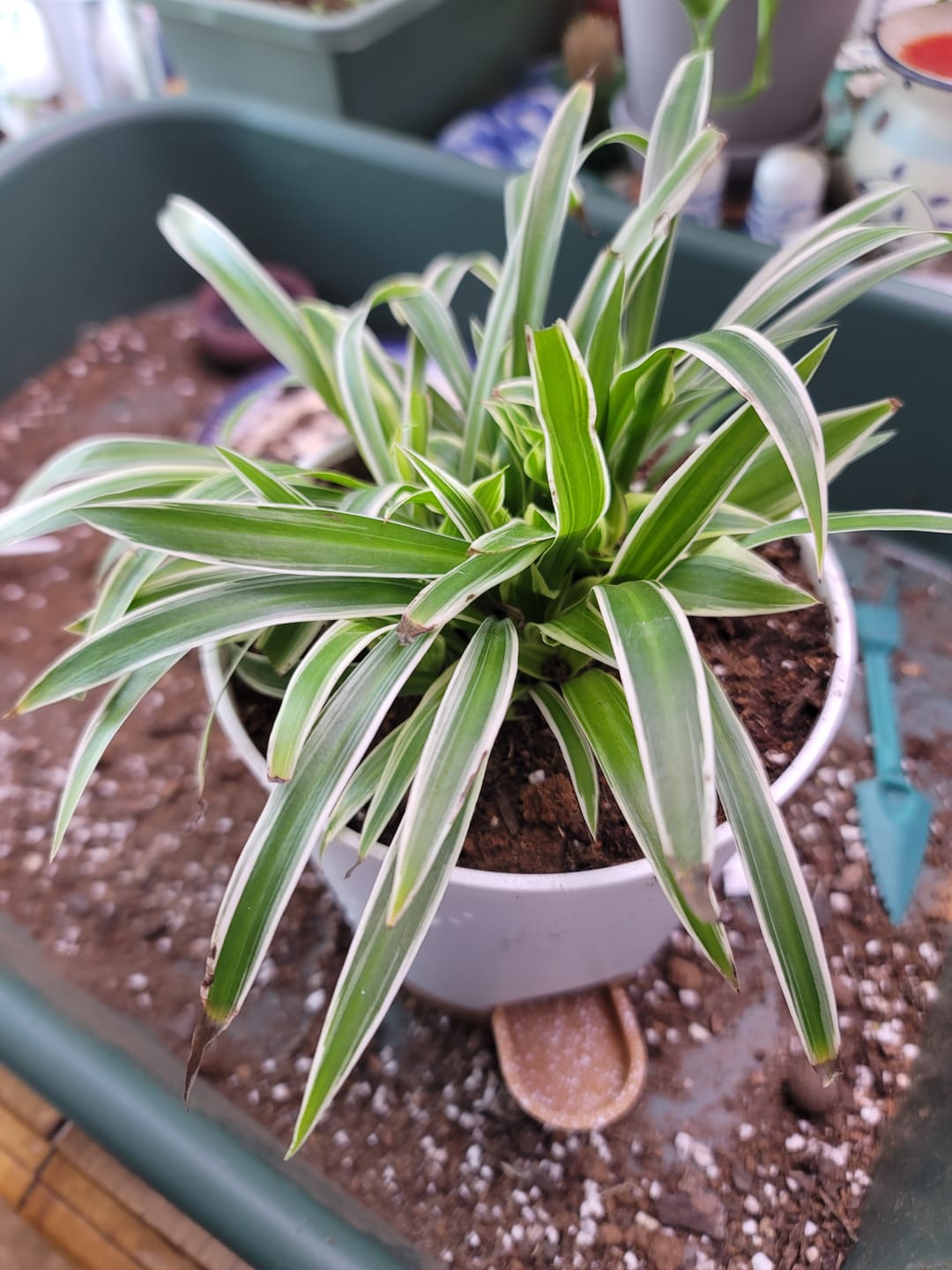 Customer photo review of Spider Plant Chlorophytum comosum