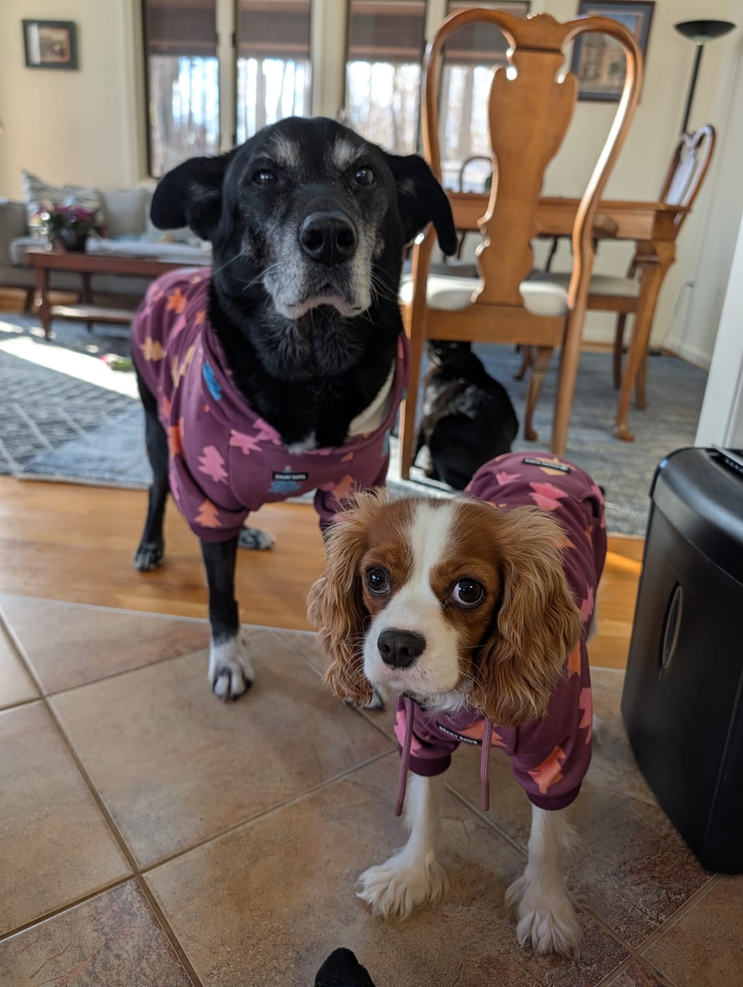Customer photo review of Christmas Dog Hoodie - Candy Trees
