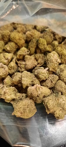 Close-up of a reviewer's light green Bubba Kush Smalls inside a clear plastic bag.