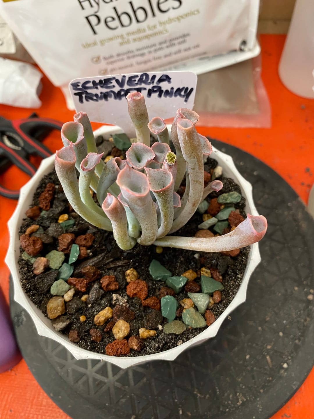 Customer photo review of Echeveria 'Trumpet Pinky'