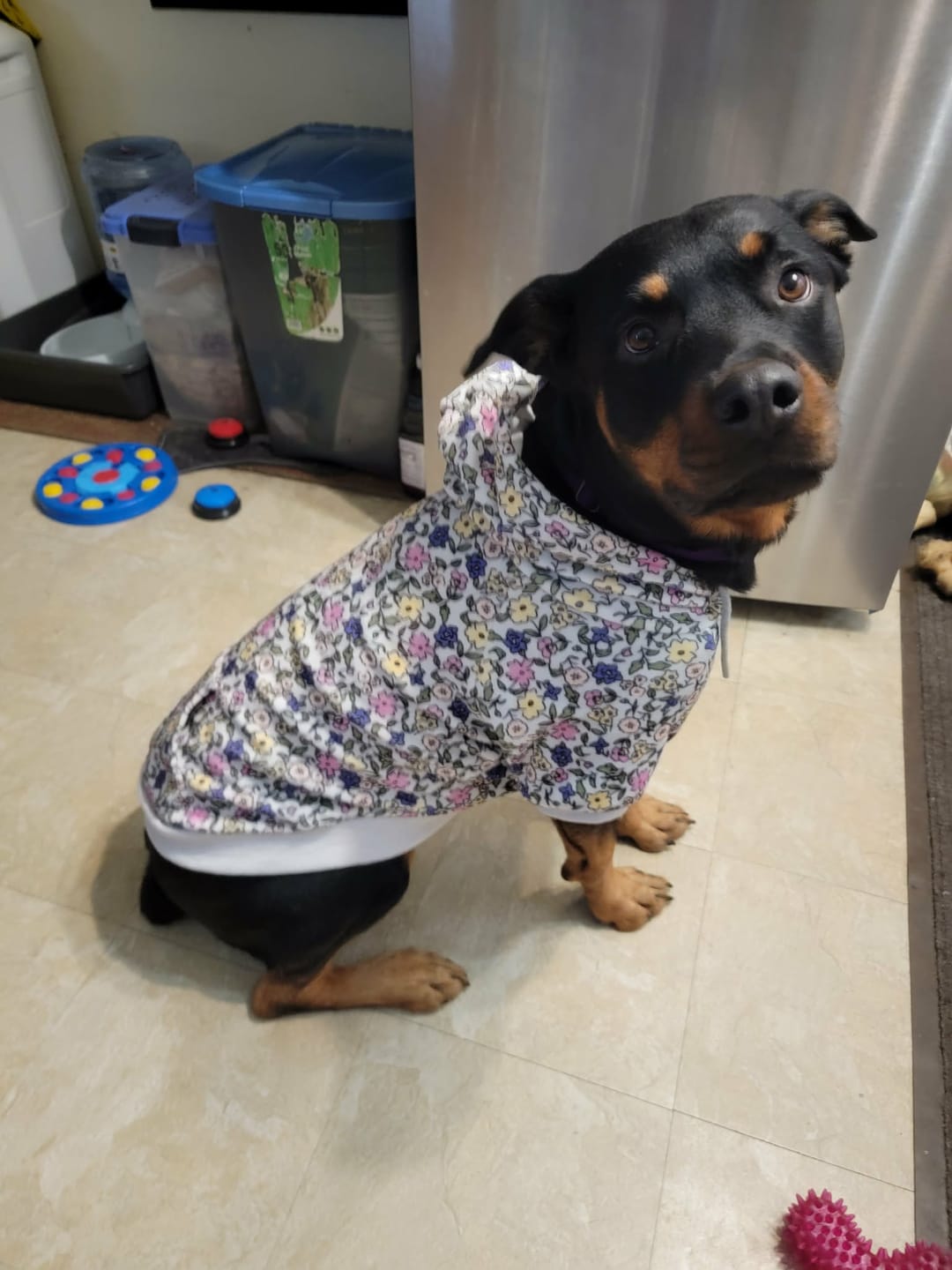 Customer photo review of Vintage Flower Dog Hoodie - Light Grey