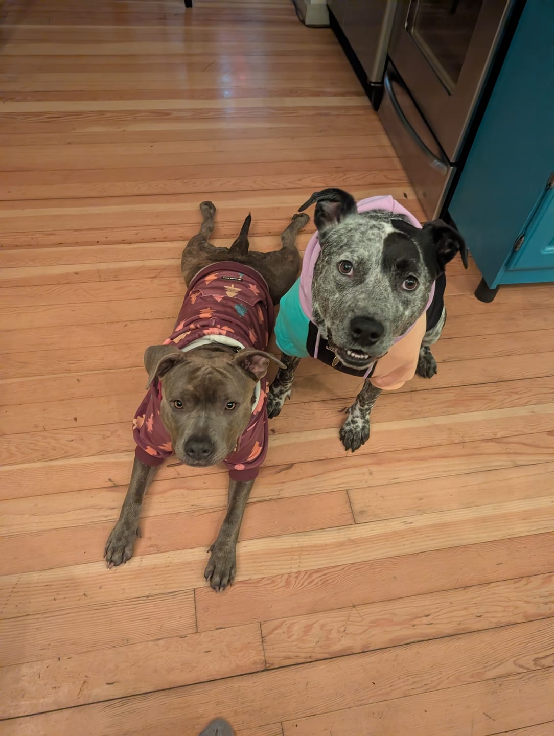 Customer photo review of Christmas Dog Hoodie - Candy Trees