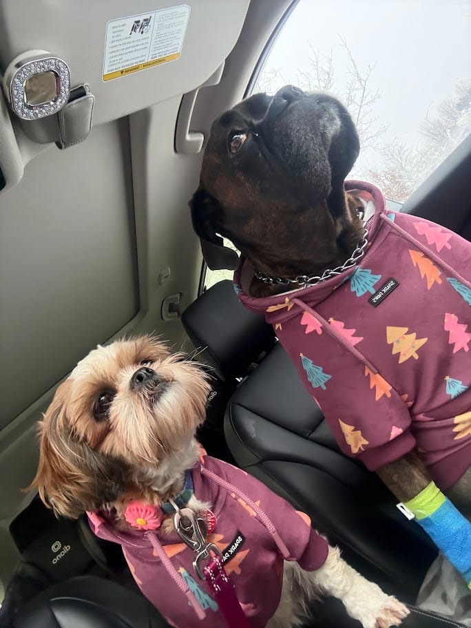 Customer photo review of Christmas Dog Hoodie - Candy Trees