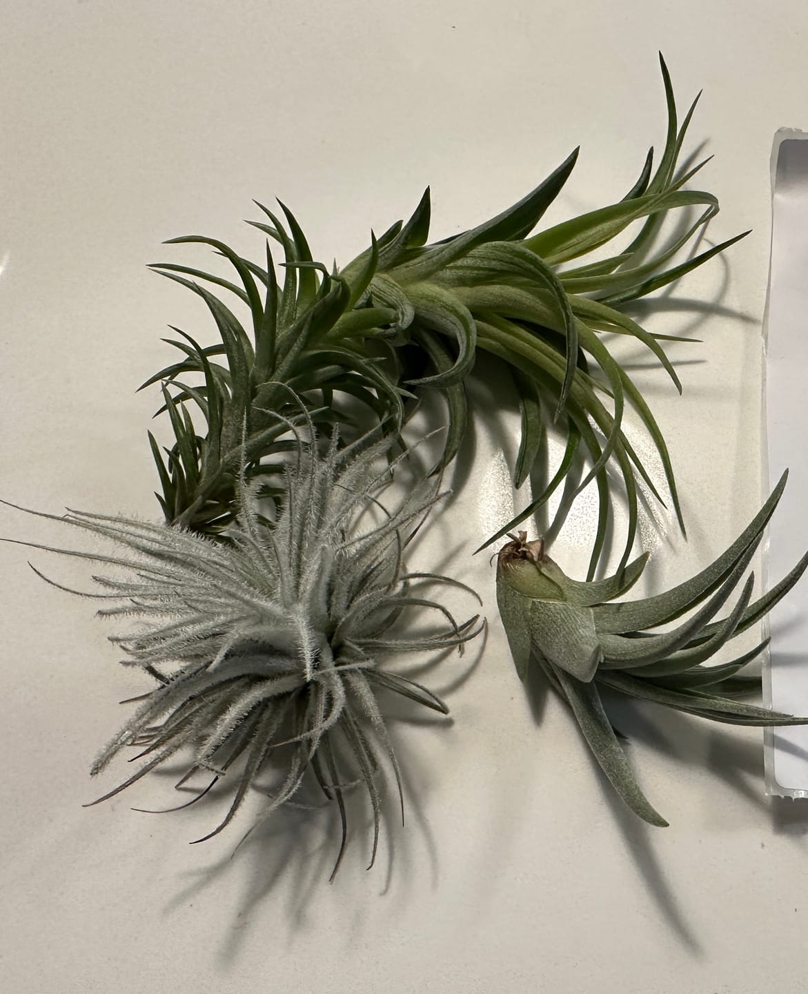 Customer photo review of Tectorum Ecuador  (AKA Snowball)