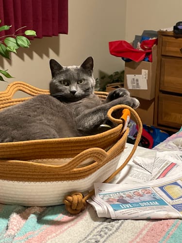 Customer photo review of Instinct Basket | Handwoven & Chemical-Free Cat Territory