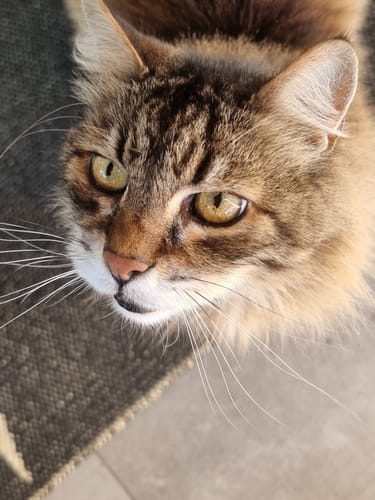 Gros plan sur le magnifique chat tigré d'un client, photographié pour son avis sur la Pâtée au Poisson Blanc.