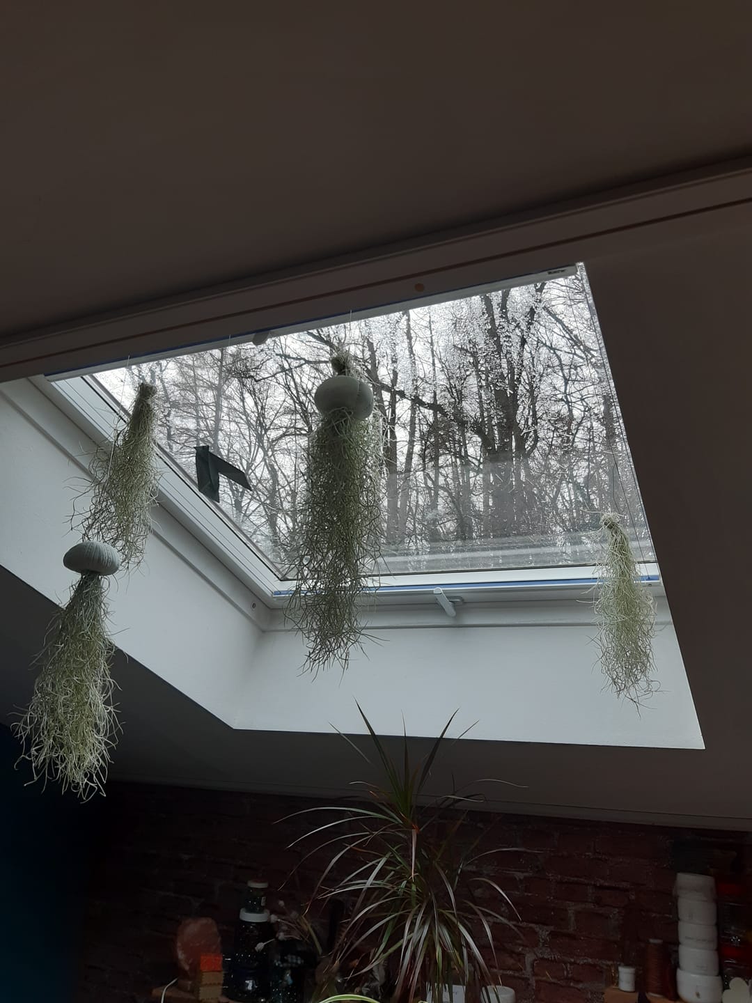 Customer photo review of 5er Set - Tillandsia usneoides - Lousianamoos