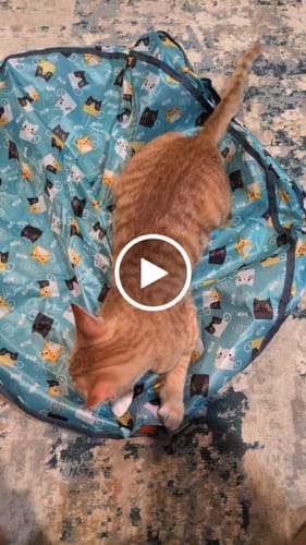 Customer video review of SPEEDY TAIL 2.0