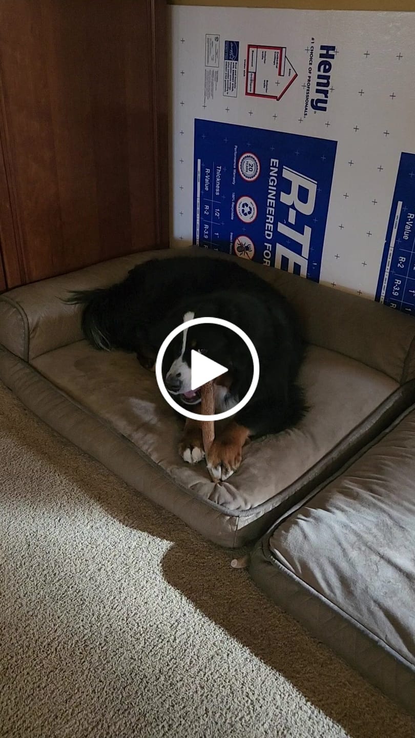 Customer video review of Extra Large Elk Chew