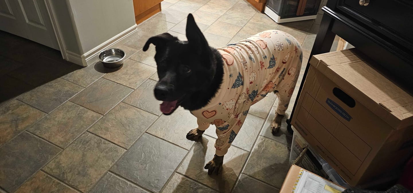 Customer photo review of Dog Christmas Pajama - Frosty Night