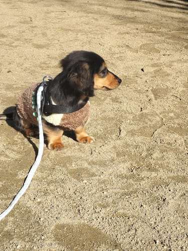 Customer photo review of FunFunPet 高機能ハーネス（お名前タグ作成サービス付き）