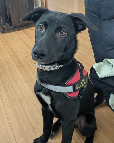 Customer photo review of FunFunPet 高機能ハーネス（お名前タグ作成サービス付き）