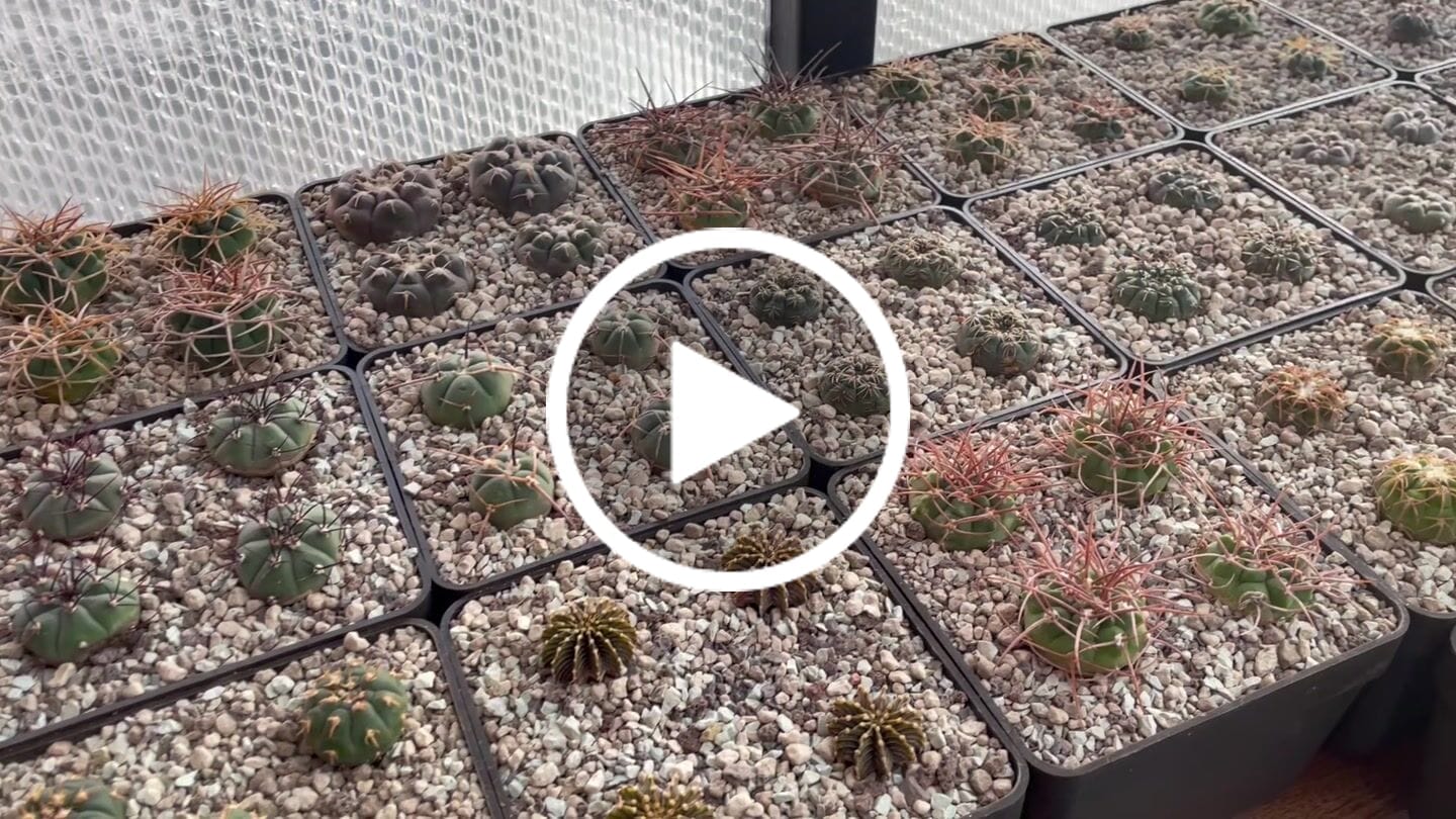 Customer video review of Cacti Slow-Release Plant Food