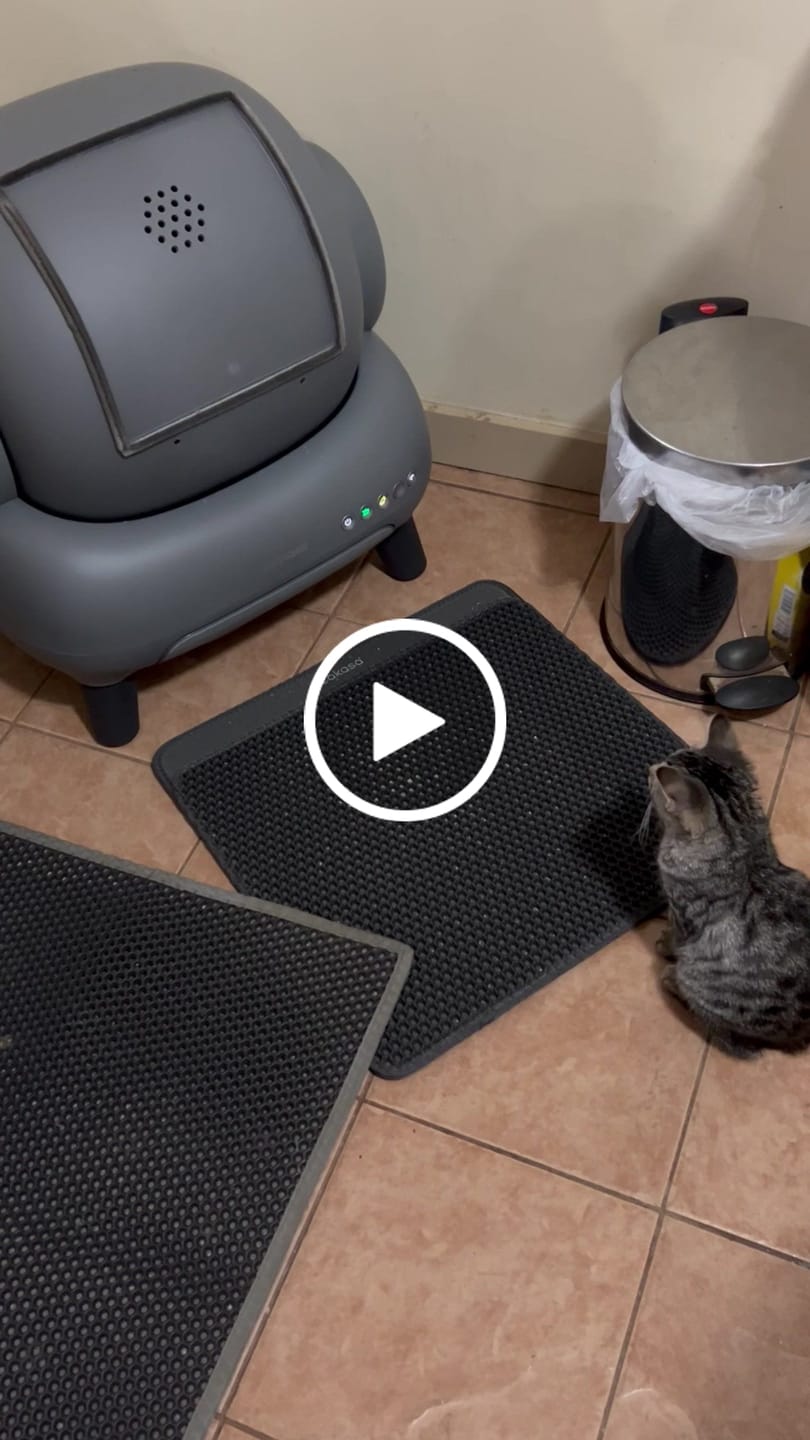 Customer video review of Neakasa M1 Plus Open Top Self-Cleaning Cat Litter Box