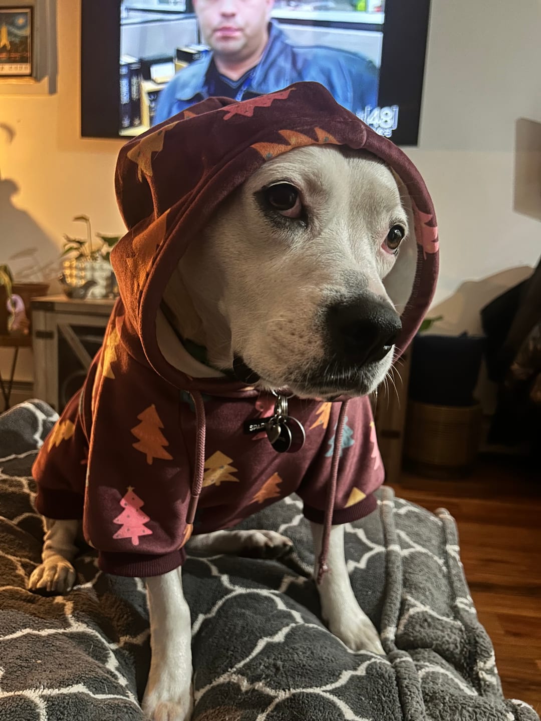 Customer photo review of Christmas Dog Hoodie - Candy Trees