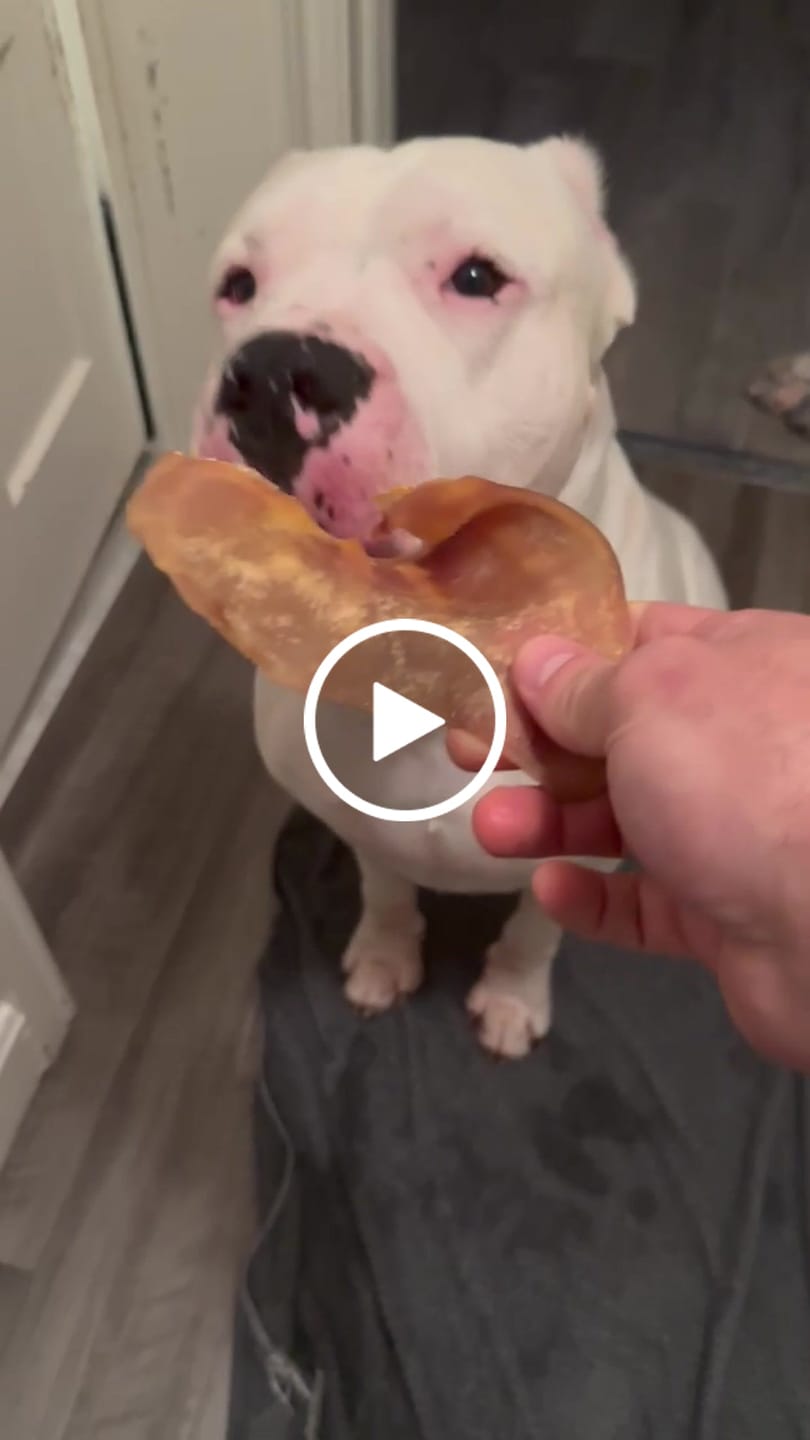Customer video review of Beef Lung Chunks 1lb