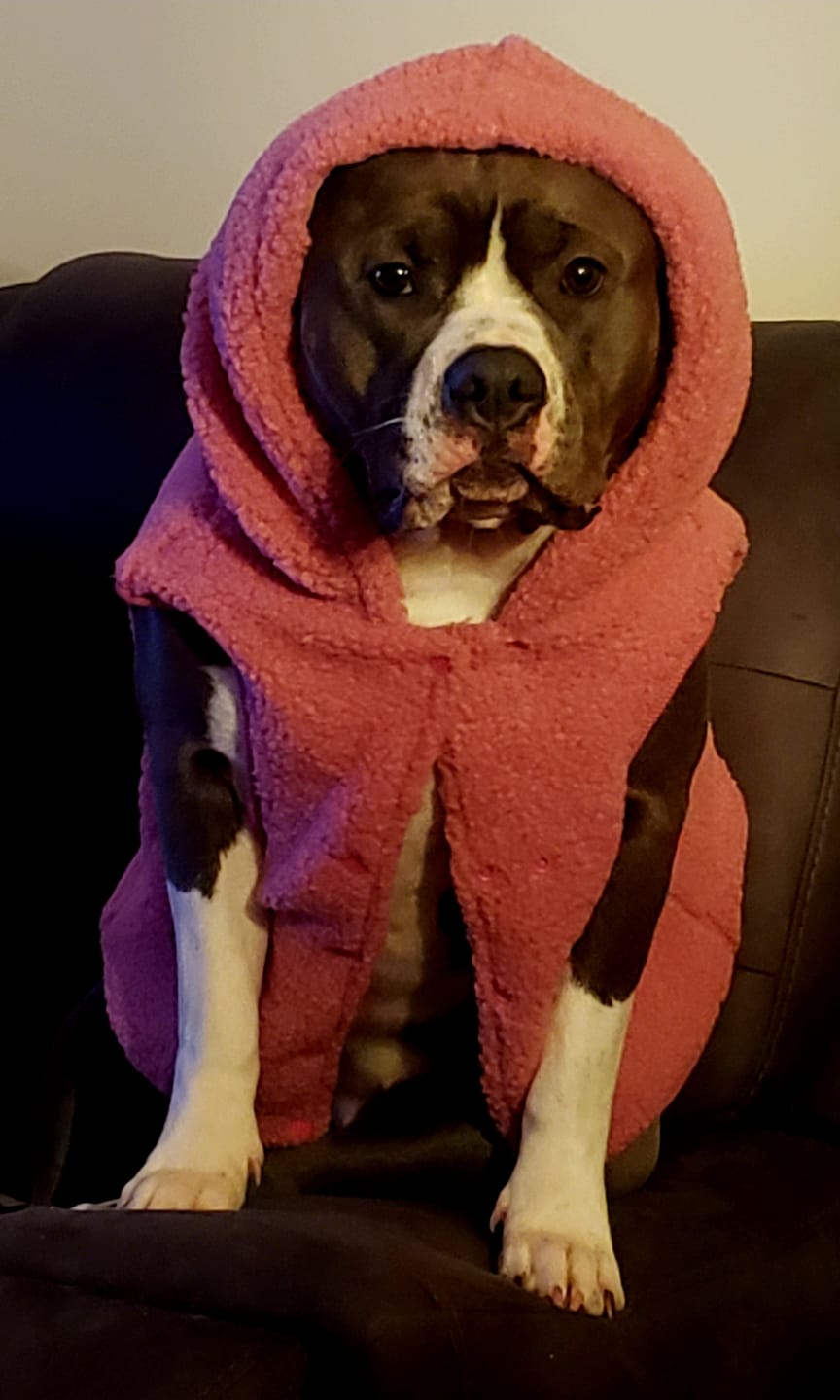 Customer photo review of Teddy Sherpa Dog Jacket - Dark Pink