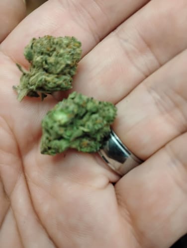Customer photo review of Mega OG Minis - Bulk Minis- Indica