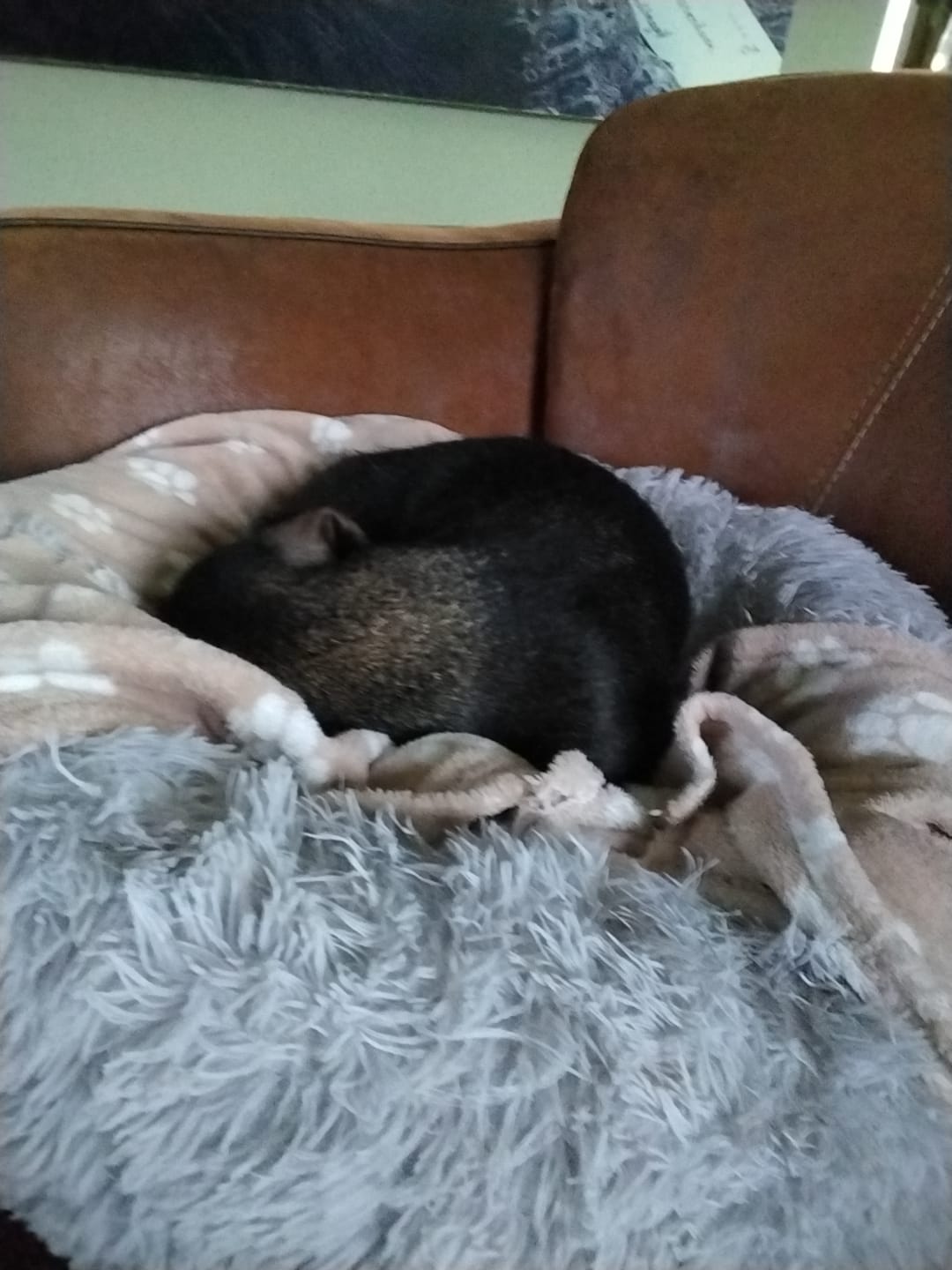 Customer photo review of Pet Perfect Fluffy Donut Hondenmand - Rond - Wasbaar