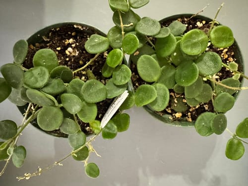 Customer's overhead view of two healthy Hoya serpens plants in pots, showing small round leaves and a tiny bloom.