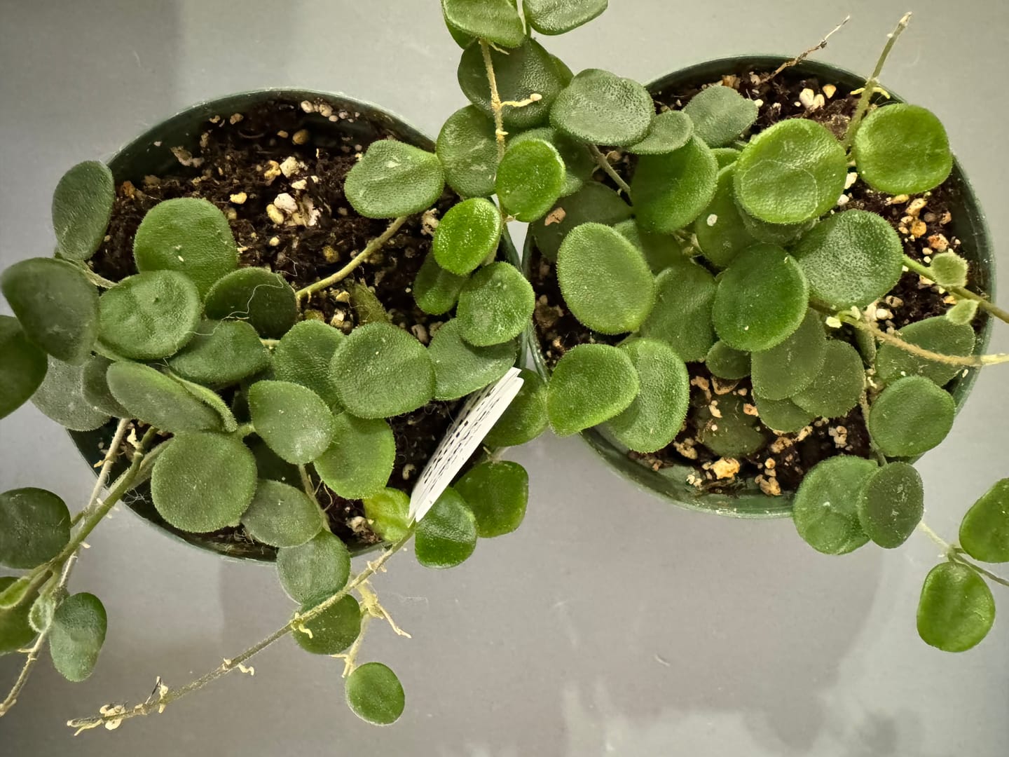 Customer photo review of Hoya serpens