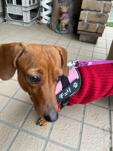 Customer photo review of FunFunPet 高機能ハーネス（お名前タグ作成サービス付き）