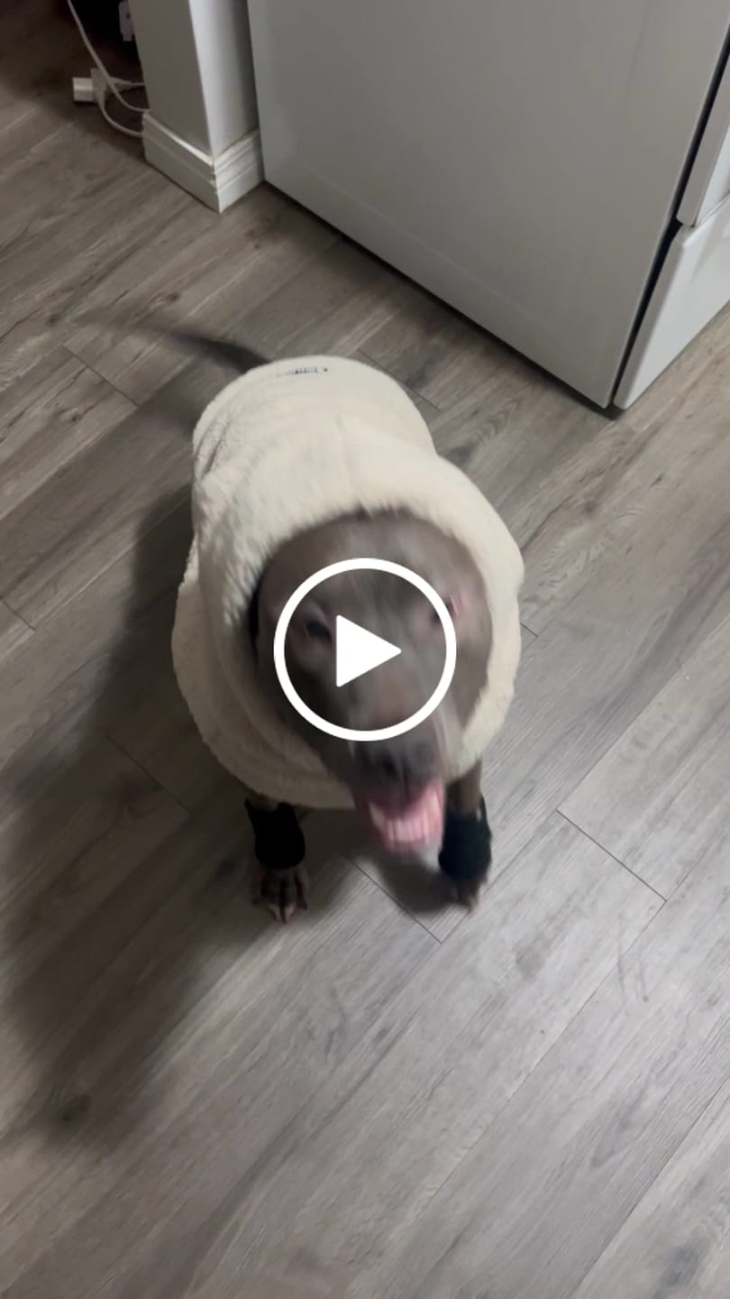 Customer video review of Teddy Sherpa Dog Jacket - Beige