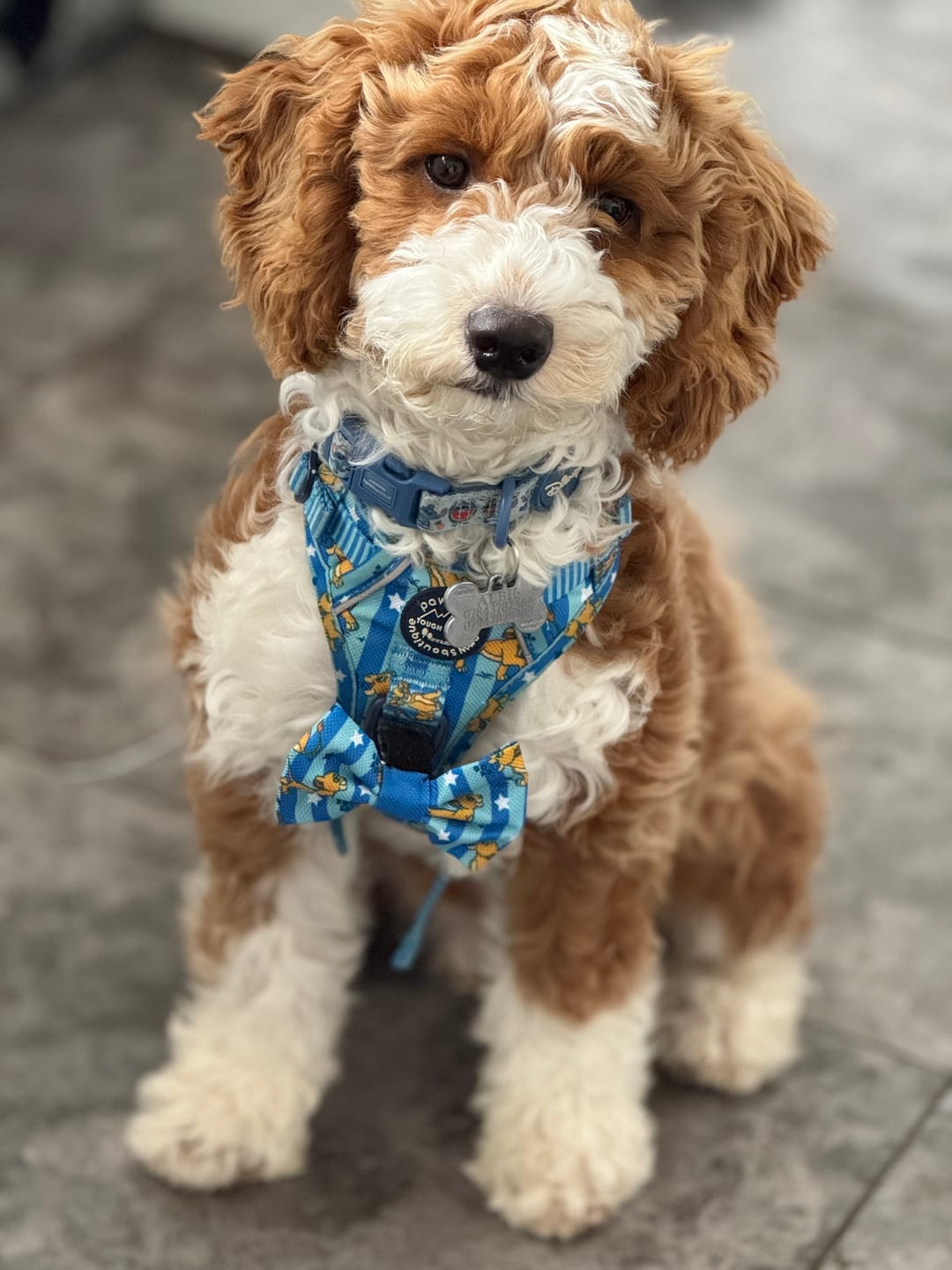 Customer photo review of Disney© Tough Trails™ Harness - Simba
