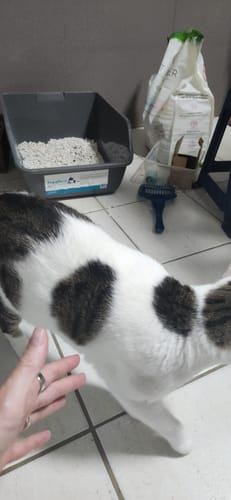 Customer photo review of 3 Month Supply - 1 Cat