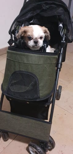 Avis d'une cliente : son petit chien de type shih tzu est assis dans la poussette pour chien verte.