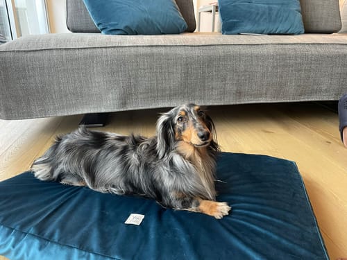 Customer photo review of Materassino Sfoderabile Velluto Ottanio