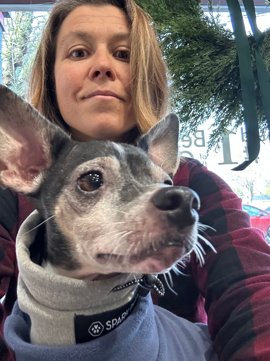 Customer photo review of Anxiety Calming Dog Earmuff Protector - Grey