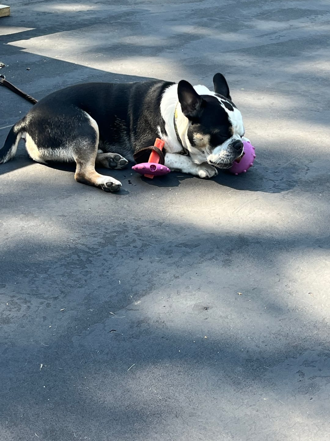 Customer photo review of Strawberry Yak Chews