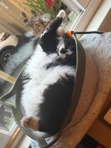 Customer photo review of Instinct Basket | Handwoven & Chemical-Free Cat Territory