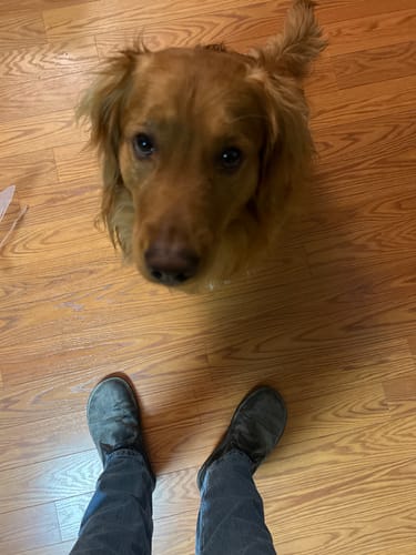 Customer photo review of Bruin - Black Bear