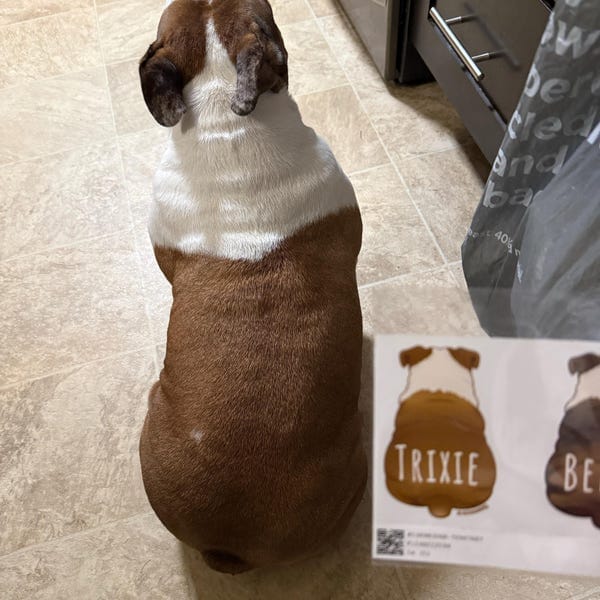 Customer photo review of Cute Bulldog Behind Sticker