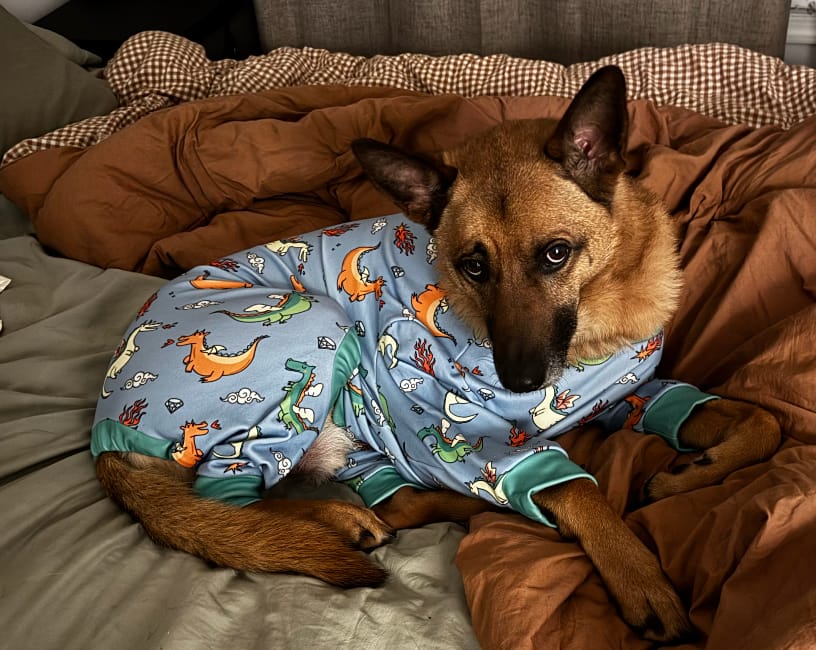 Customer photo review of Dog Pajama - Dragons