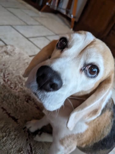 Nahaufnahme des Beagles einer Kundin, der dank Active Hips wieder bewegungsfreudiger ist.